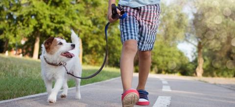 primer año cachorro